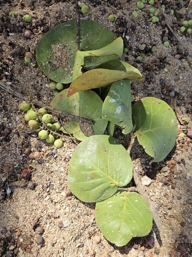 Coccoloba uvifera observed 2026-10-15