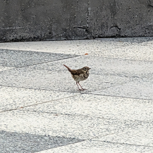 Hermit Thrush