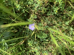 Linum pratense