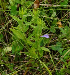 Scutellaria yezoensis