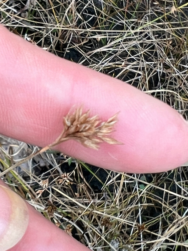 Rhynchospora alba observed 2026-10-14