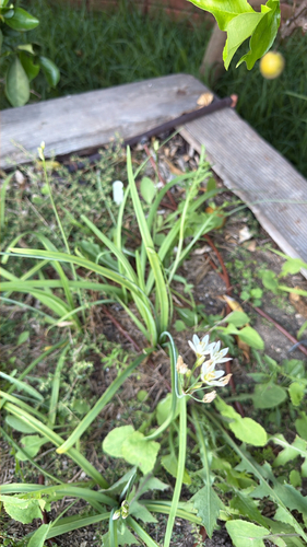 Onion Weed