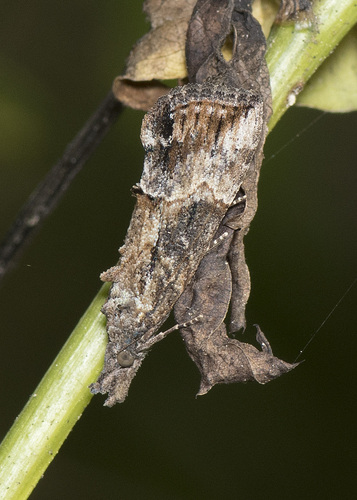Green Cloverworm Moth