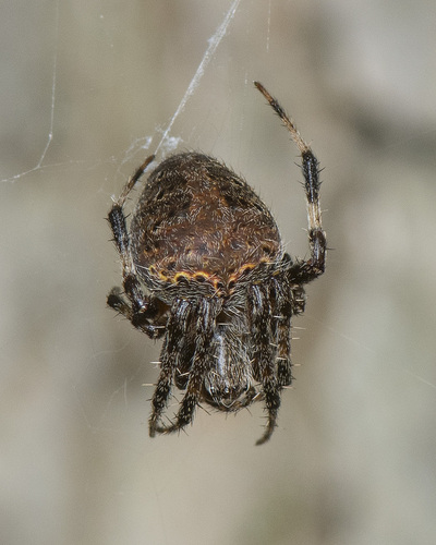 Spotted Orbweaver