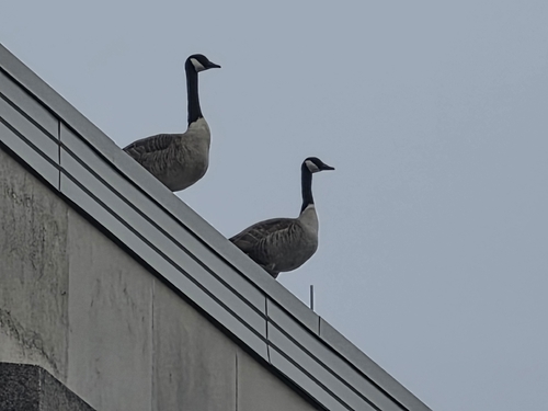 Canada Goose