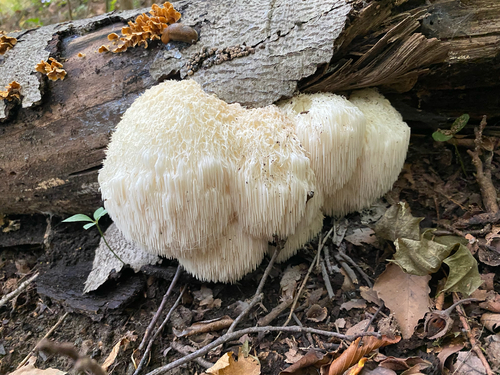 lion's-mane mushroom