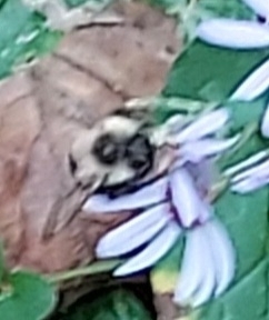 Common Eastern Bumble Bee