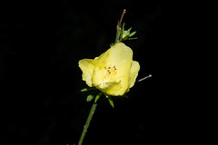 Hibiscus jaliscensis