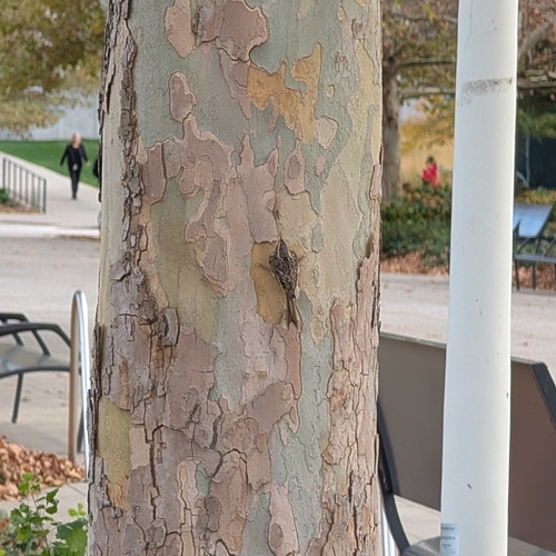 Brown Creeper