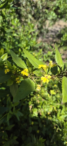 hop goodenia