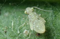 Trichopsocus