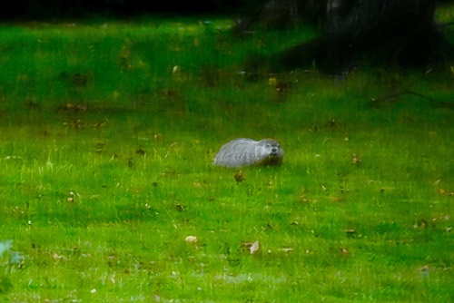 Groundhog