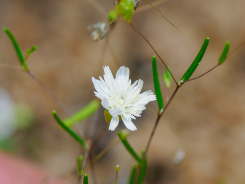 Siemssenia capillaris, 2026-10-06