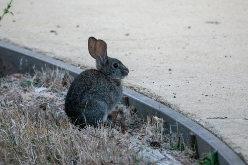 Brush Rabbit observed by wyattherp