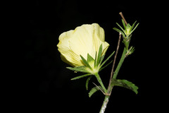 Hibiscus jaliscensis
