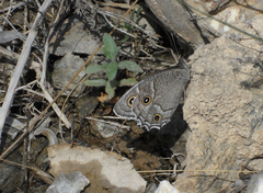 Hipparchia parisatis