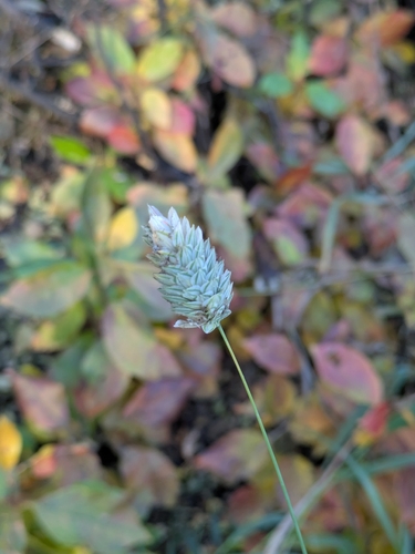 Phalaris canariensis observed 2026-10-15