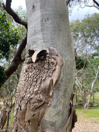 Corymbia tessellaris observed 2026-10-16