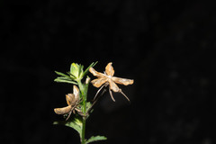 Hibiscus jaliscensis