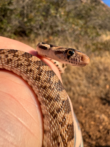 Great Basin Gopher Snake