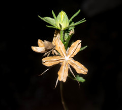 Hibiscus jaliscensis
