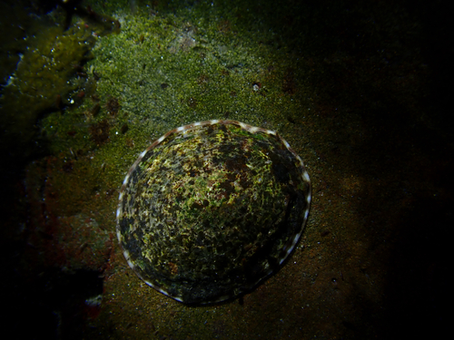 Lottia scutum observed 2026-10-13