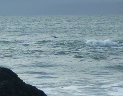 Zalophus californianus