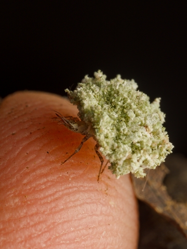 Lichen-carrying Green Lacewing
