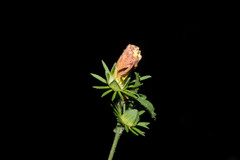 Hibiscus jaliscensis