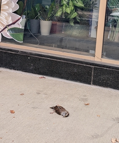 White-throated Sparrow