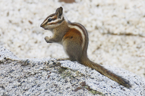 Lodgepole Chipmunk observed by markc666