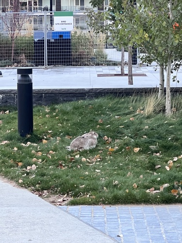 White-tailed Jackrabbit observed by gpalmer