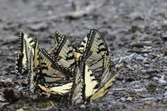 Papilio appalachiensis