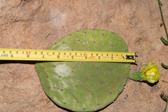 Opuntia rileyi