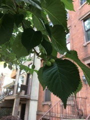 Tilia cordata
