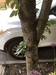 Tilia cordata