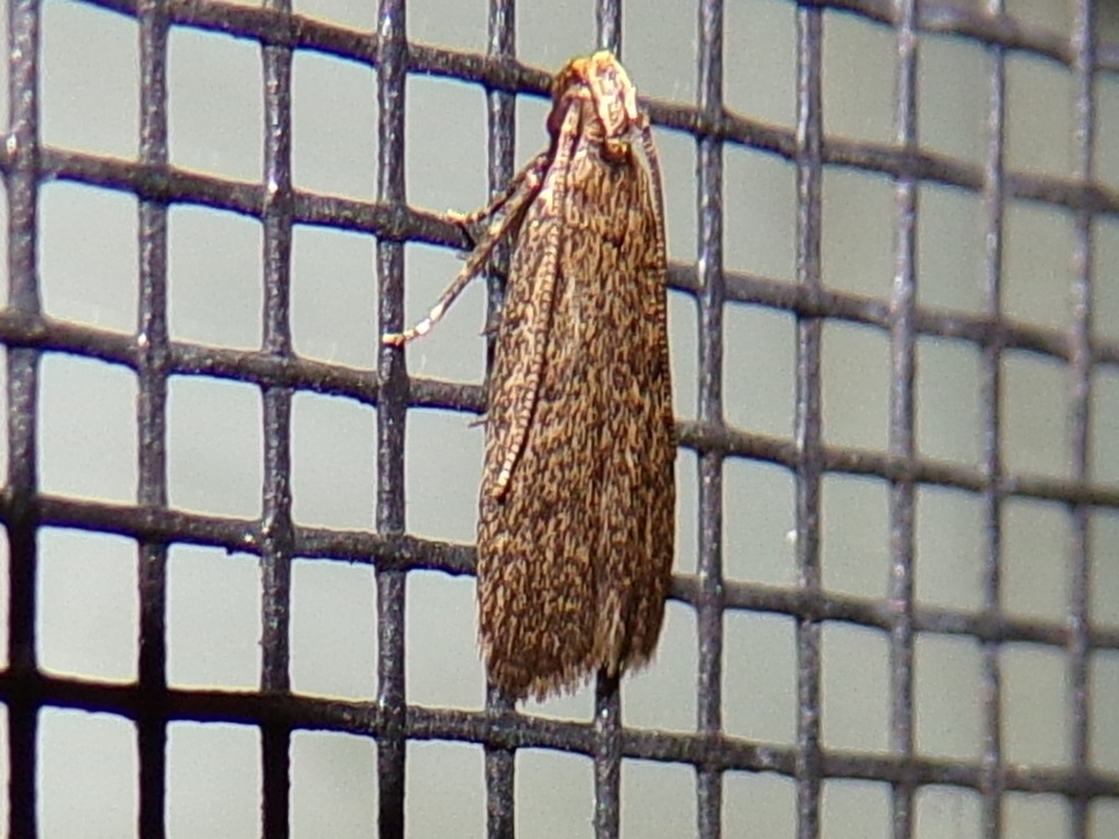 Juniper Tip Moth