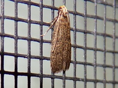 Juniper Tip Moth