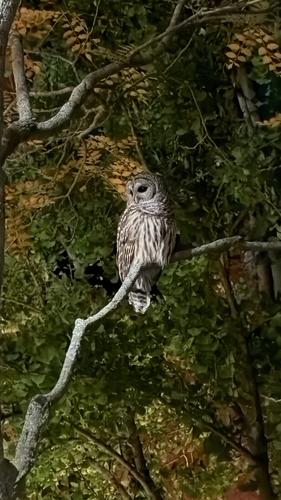Barred Owl