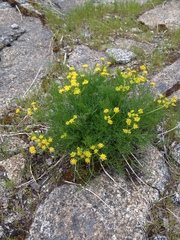 Lomatium torreyi