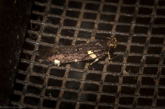 Macrobathra alternatella