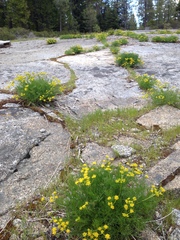 Lomatium torreyi