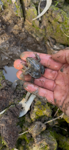 Spotted Marsh Frog