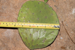 Opuntia rileyi