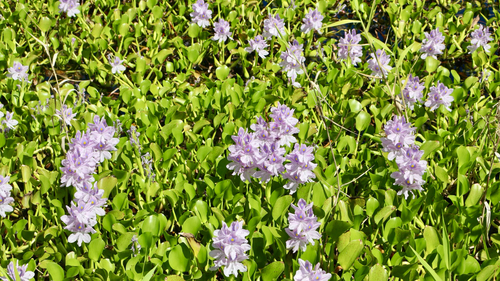 Pontederia crassipes observed 2026-10-15