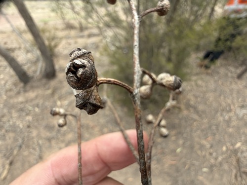 Eucalyptus exserta observed 2026-10-13