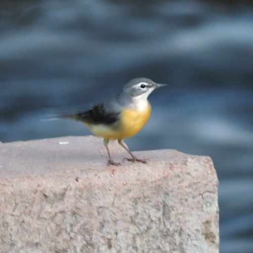 Grey Wagtail