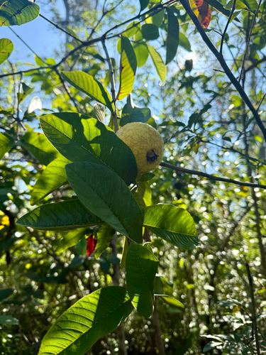 Psidium guajava observed 2026-10-15