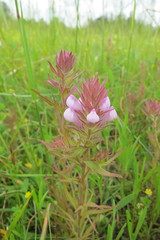 Orthocarpus bracteosus