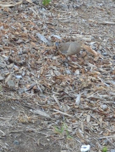 Mourning Dove